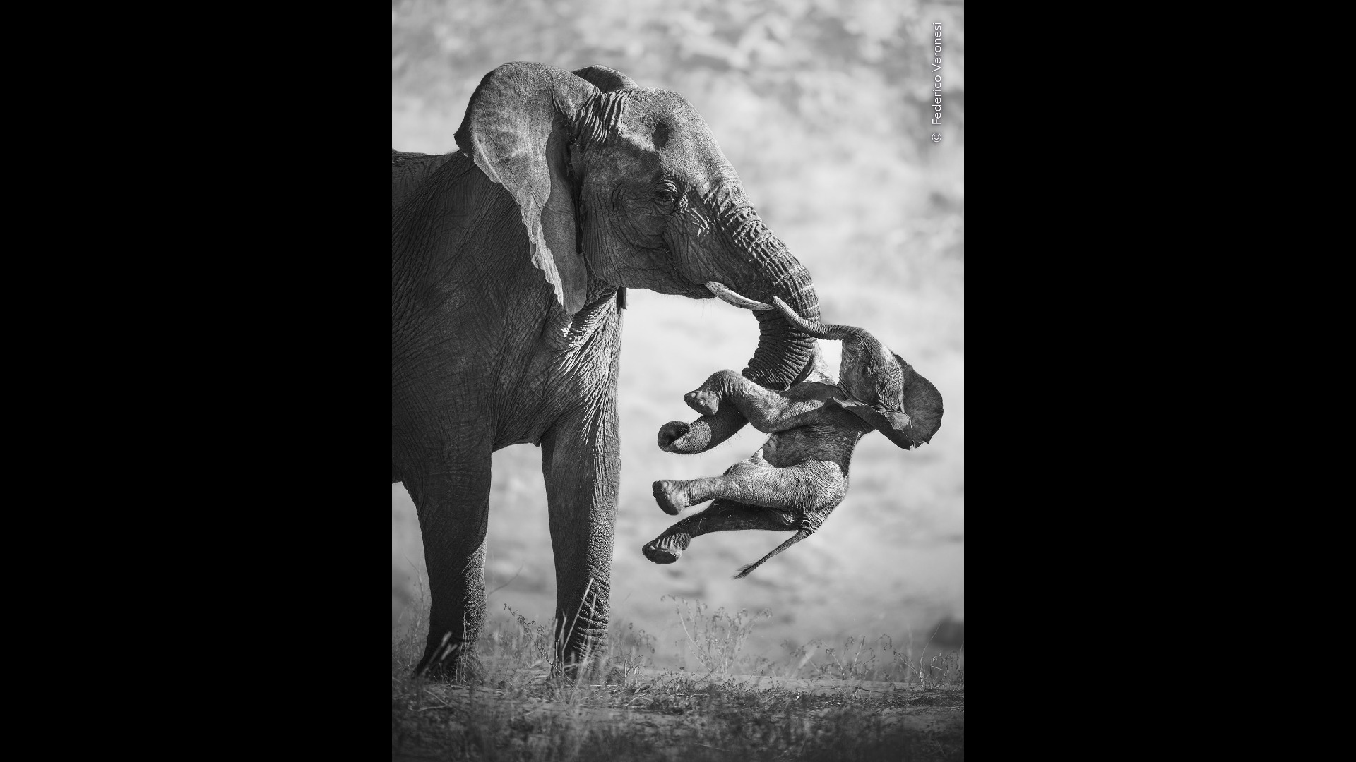 Una elefanta carga a su cría muerta en Namibia