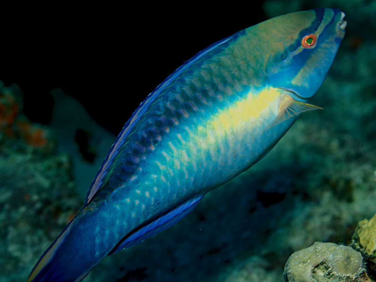 Un pez loro en un arrecife del Caribe